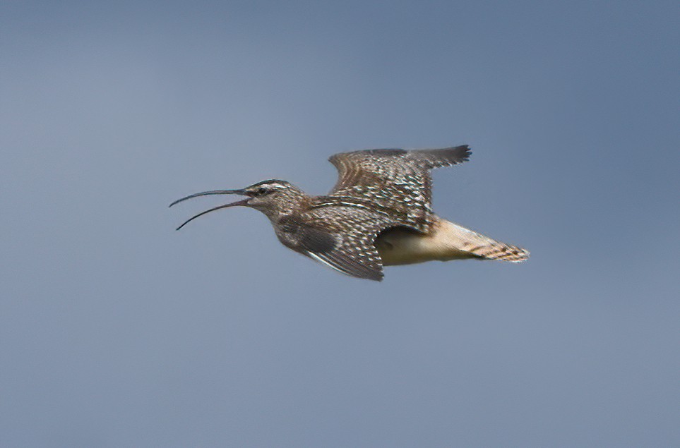 Bristle-thighed Curlew - ML620941964