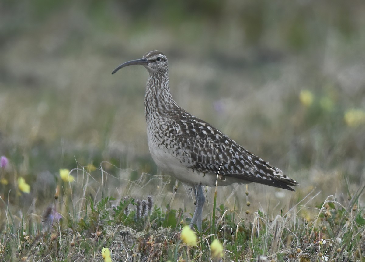 Bristle-thighed Curlew - ML620941965