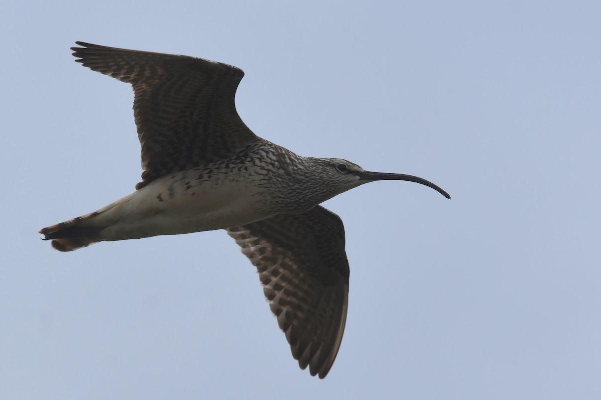 Bristle-thighed Curlew - ML620941966