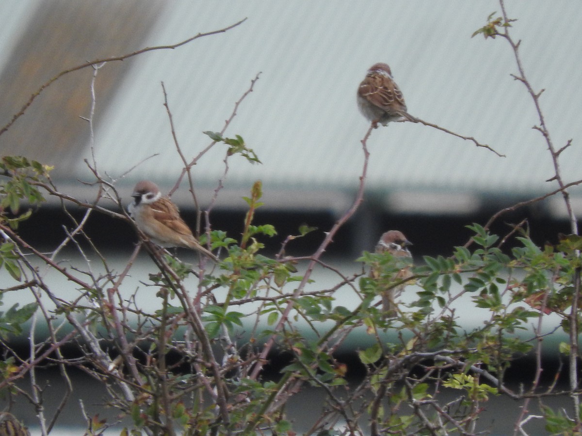 Eurasian Tree Sparrow - ML620941968