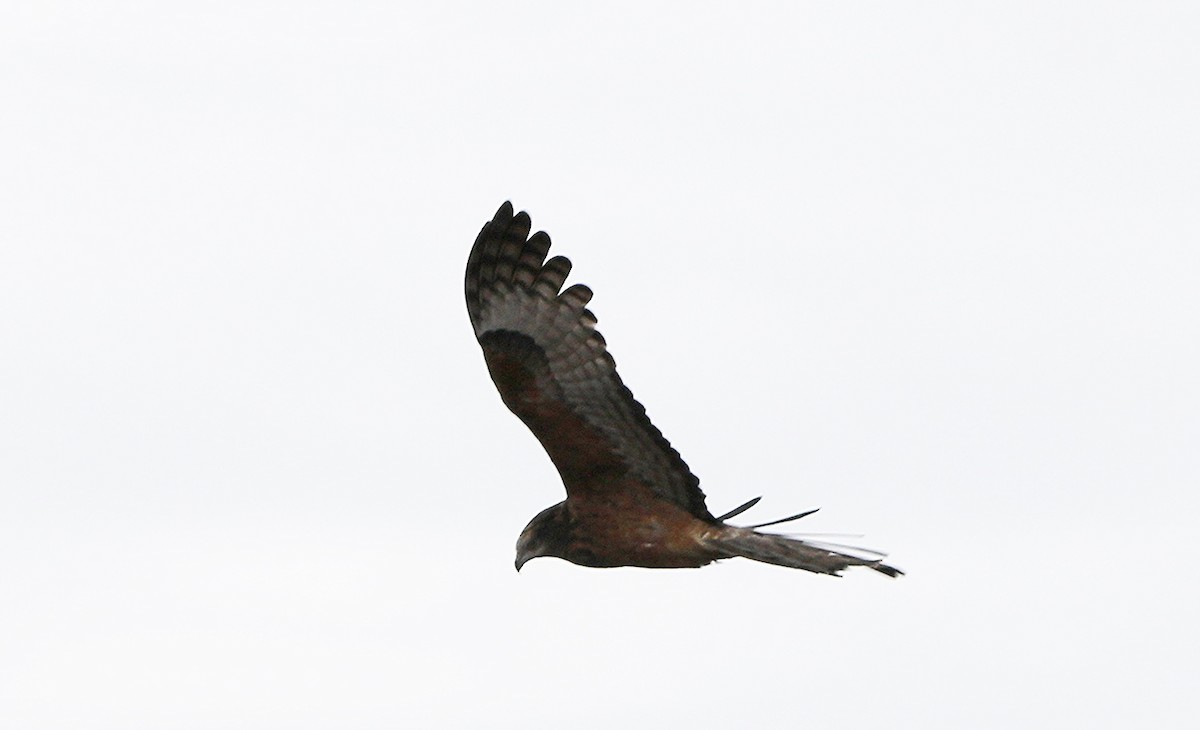 Square-tailed Kite - ML620941970