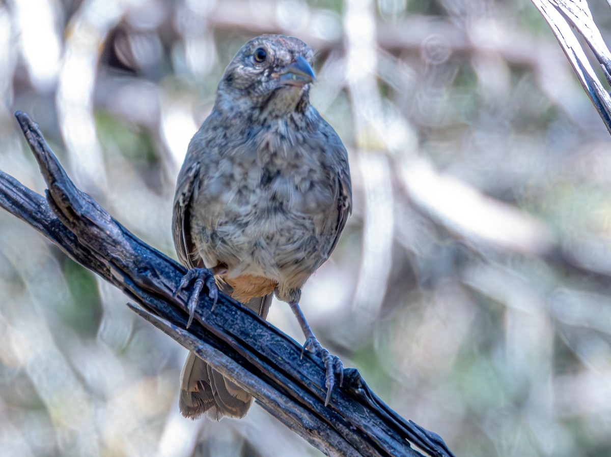 Canyon Towhee - ML620941982