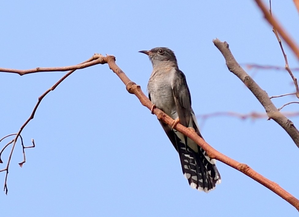 Gray-bellied Cuckoo - Ajoy Kumar Dawn