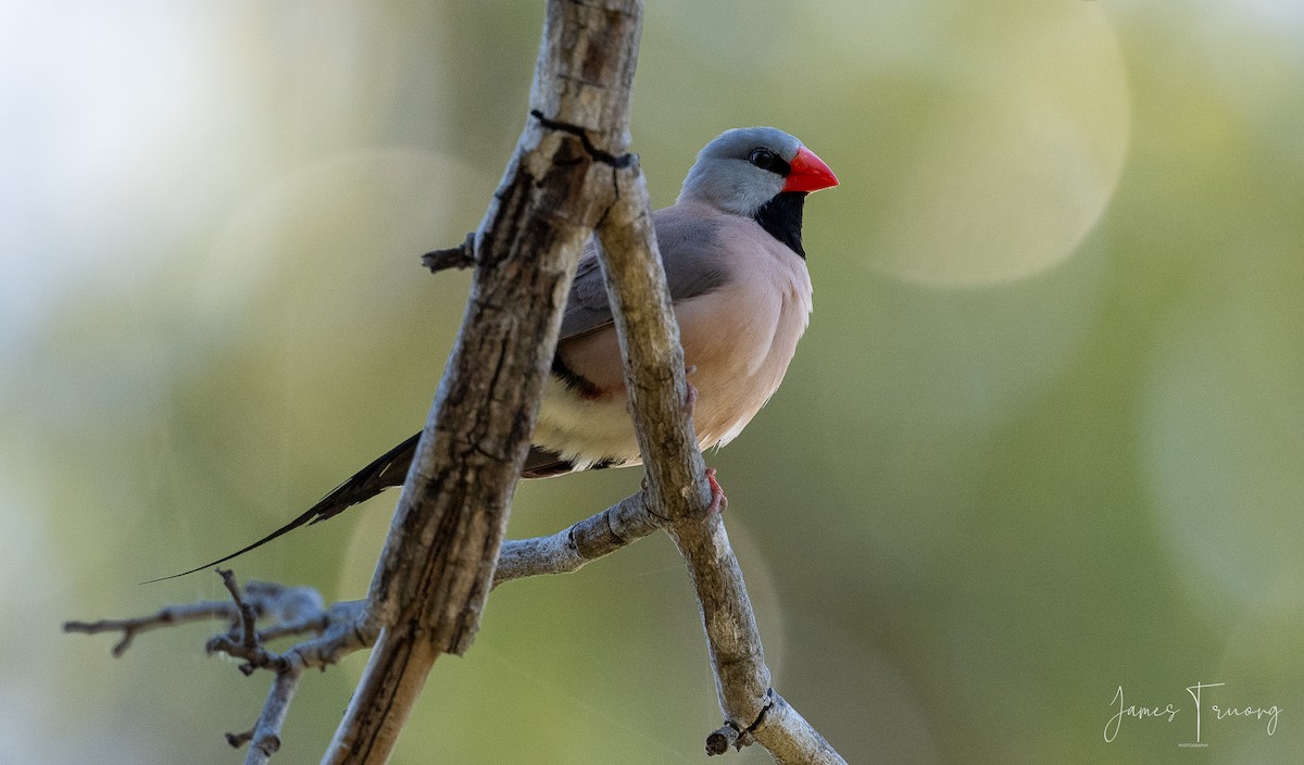 Long-tailed Finch - ML620942387