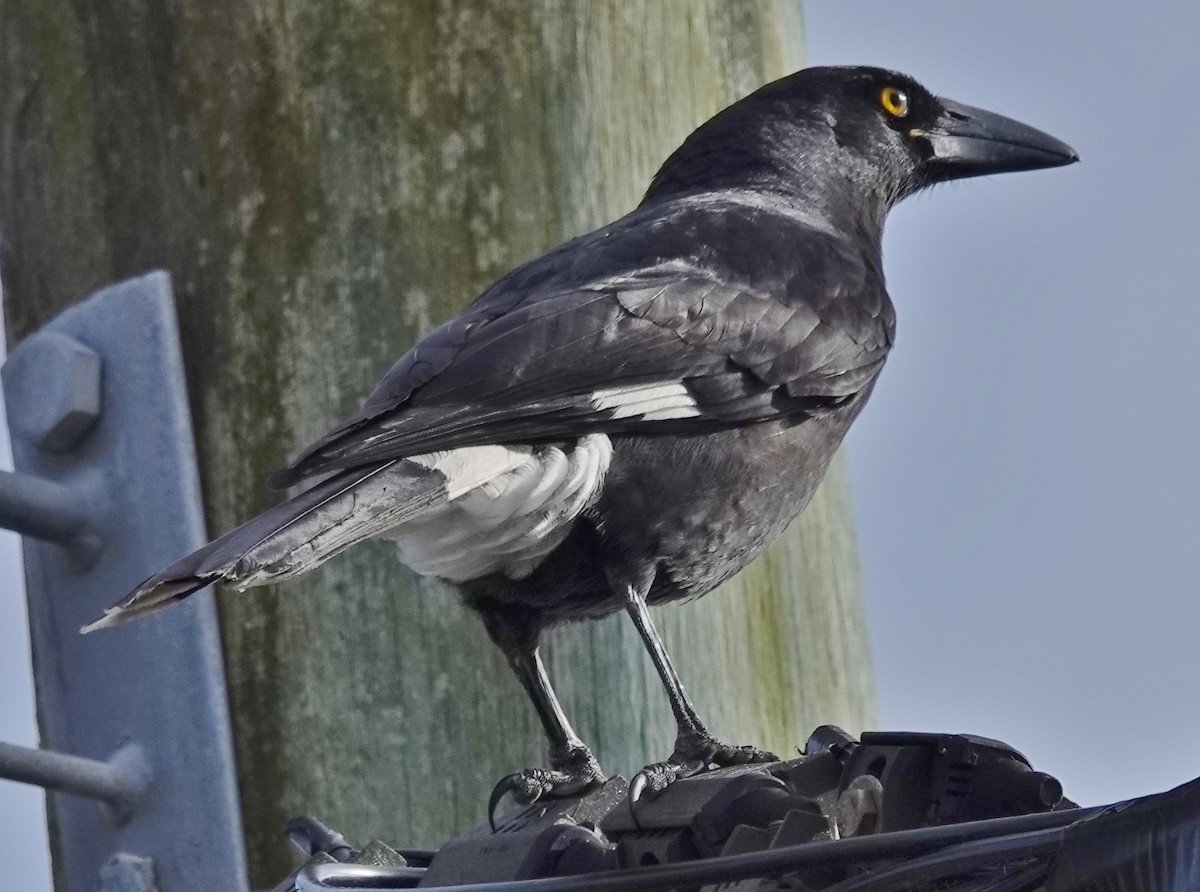 Pied Currawong - ML620942411