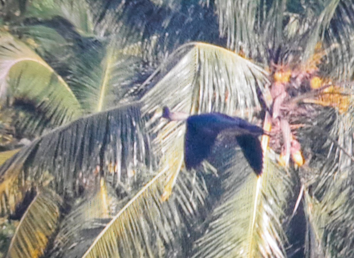 Knob-billed Duck - ML620942481