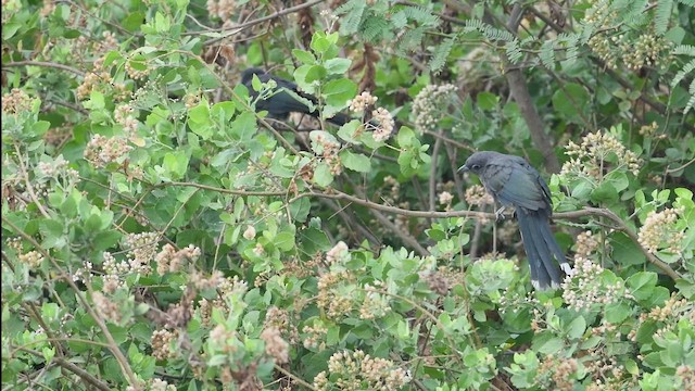 Blue-faced Malkoha - ML620942617