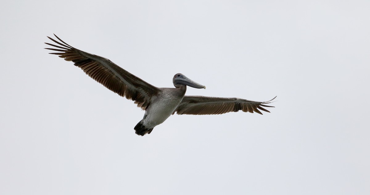 Brown Pelican (Atlantic) - Jay McGowan