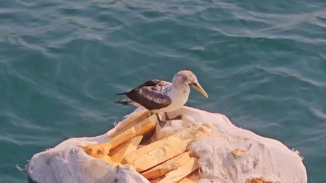 Masked Booby - ML620942949