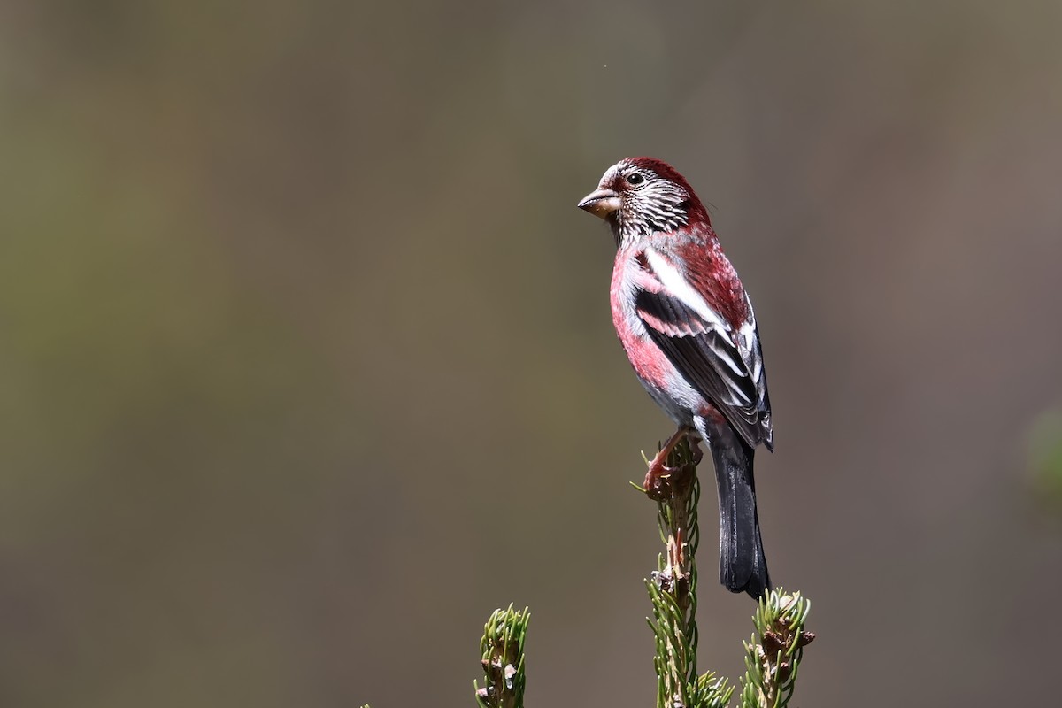 Three-banded Rosefinch - ML620943041