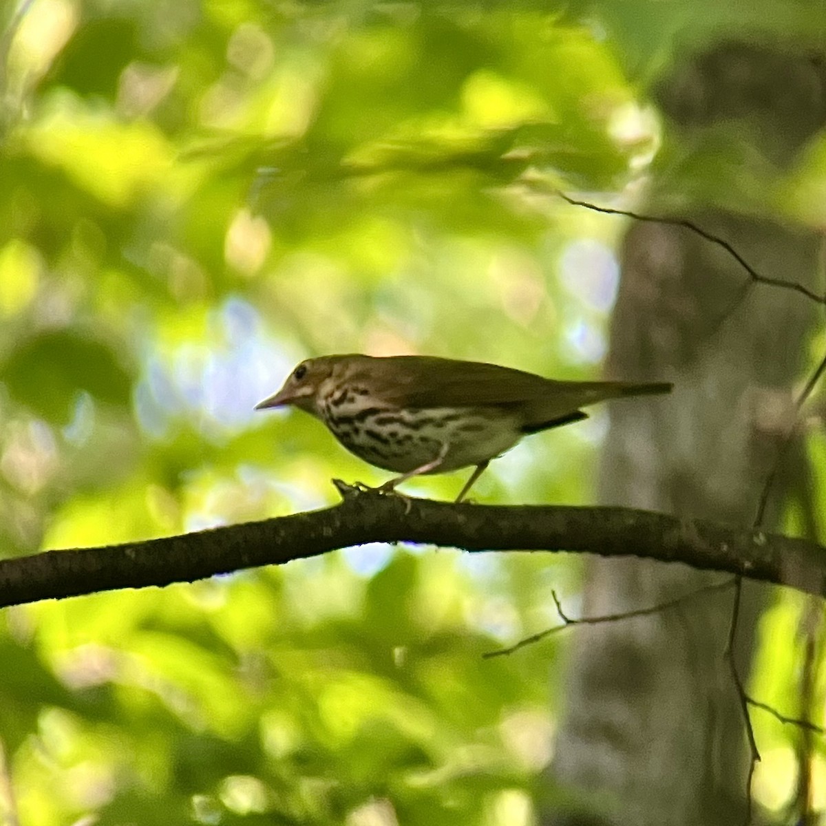 Ovenbird - ML620943099