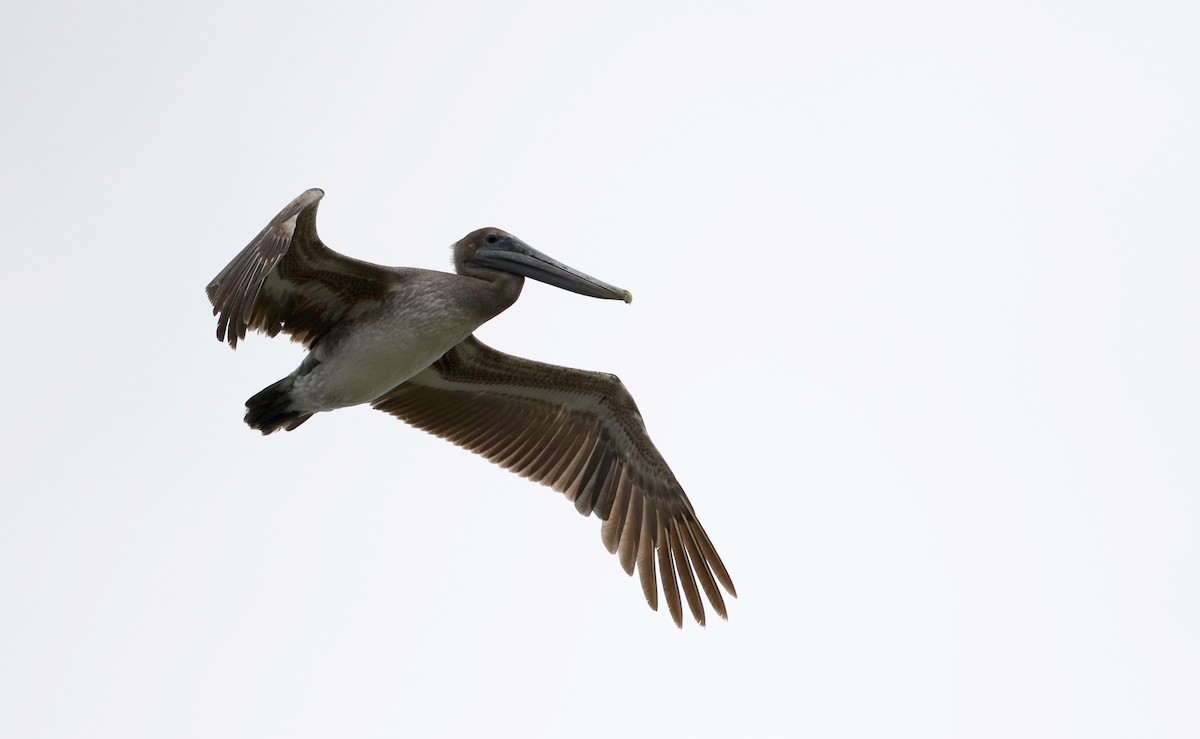 pelikán hnědý (ssp. carolinensis) - ML62094321