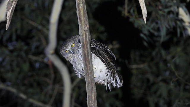 Powerful Owl - ML620943508