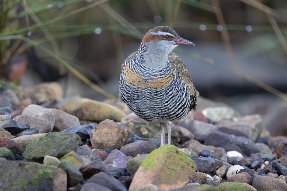 Buff-banded Rail - ML620943627