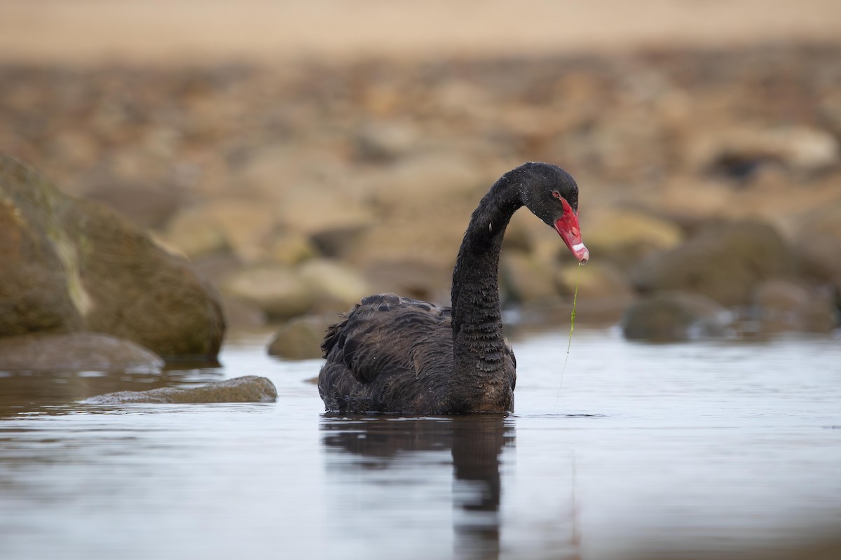 Cisne Negro - ML620943653