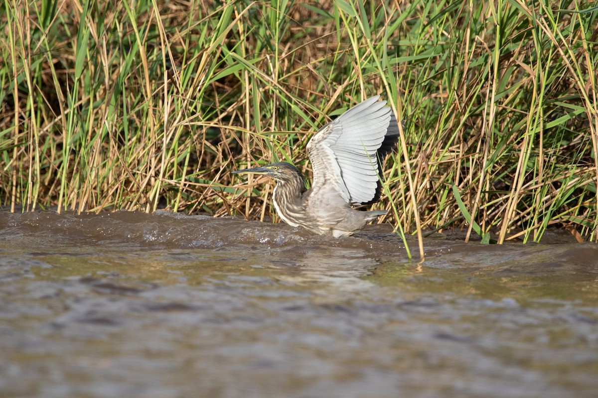 Striated Heron - ML620943807