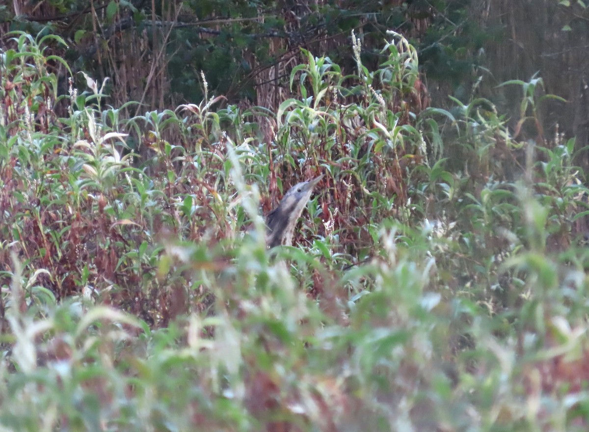 Ebird Checklist - 29 Jun 2024 - Sandy Camp Road Wetlands - 59 Species