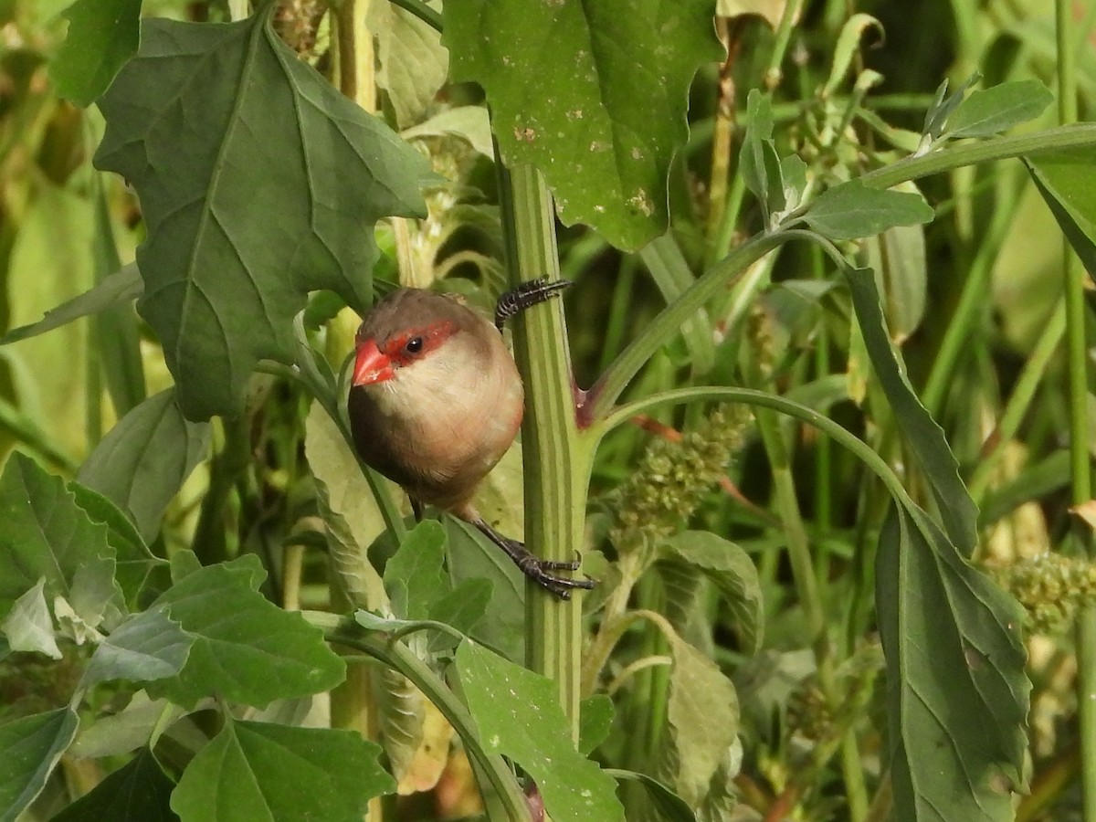 Common Waxbill - ML620944007