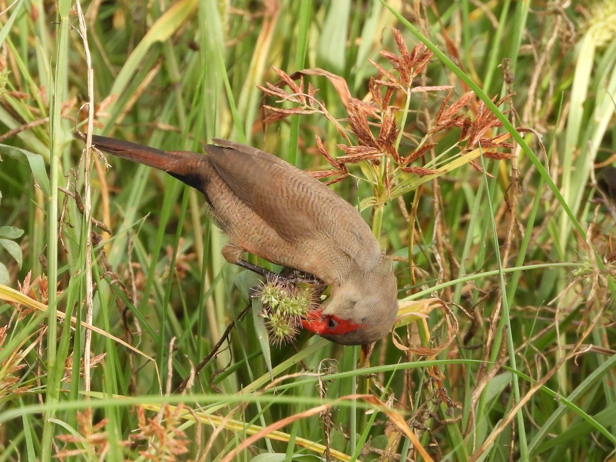 Common Waxbill - ML620944010