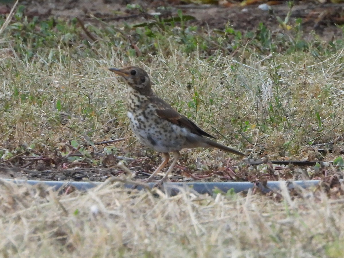 Mistle Thrush - ML620944099