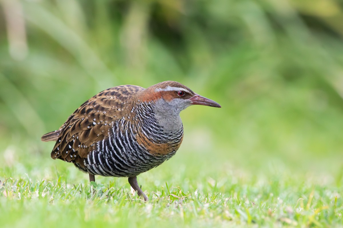 Buff-banded Rail - ML620944184