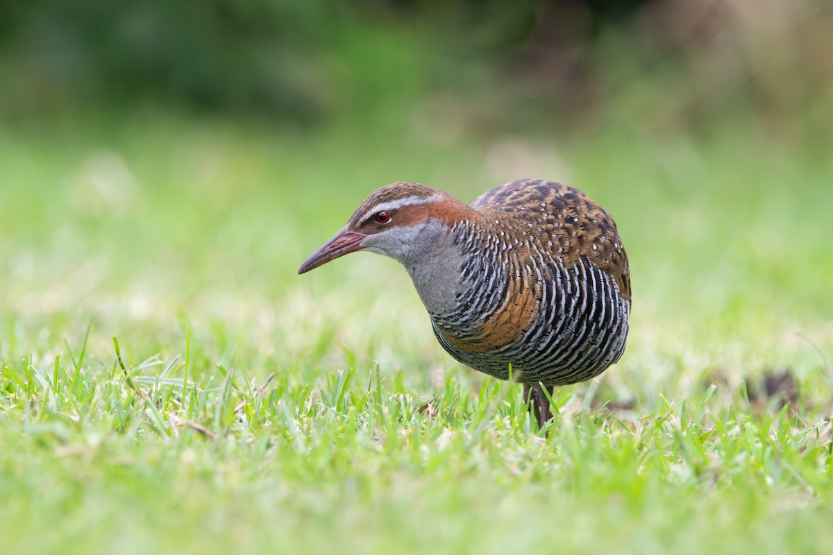 Buff-banded Rail - ML620944185