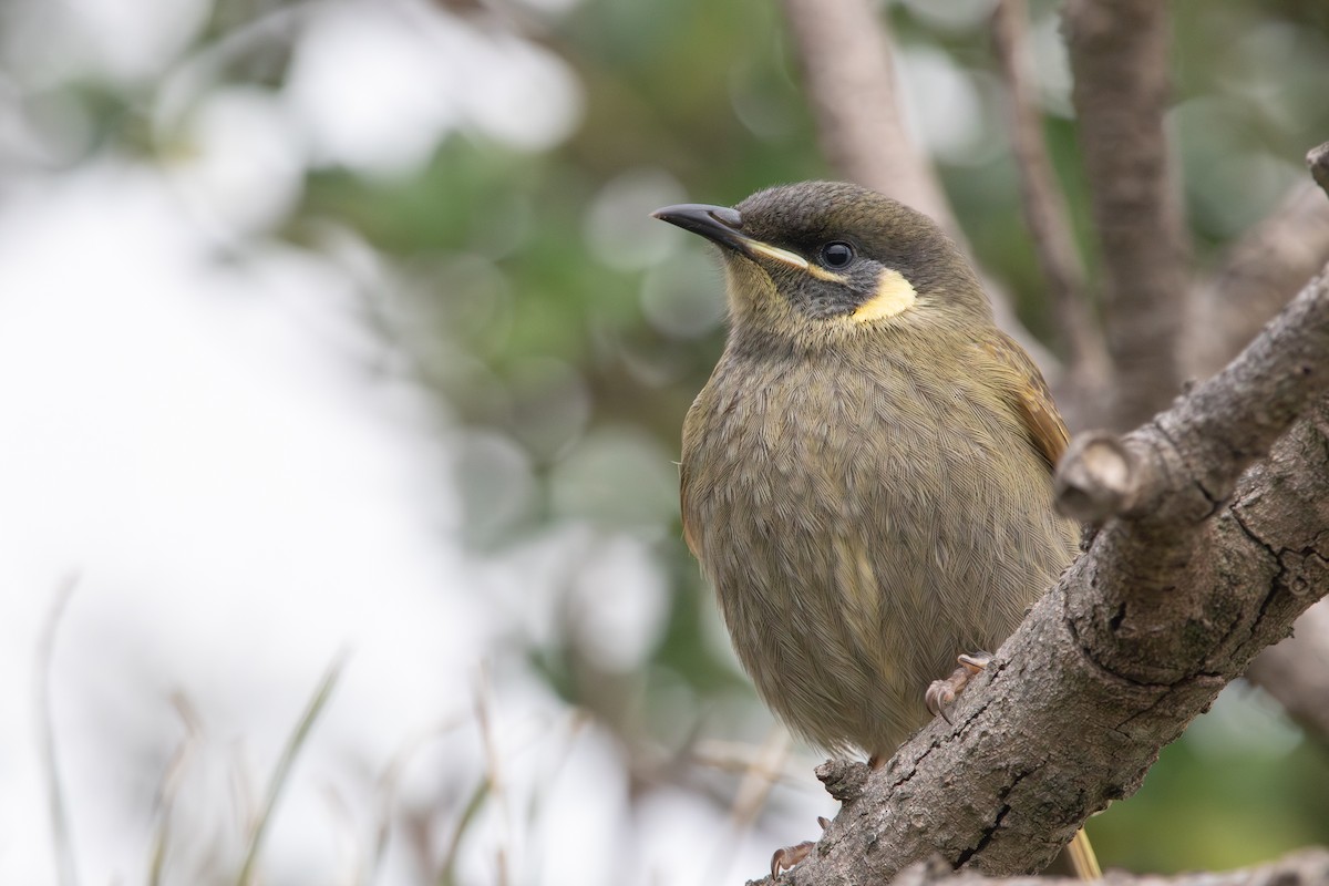 Lewin's Honeyeater - ML620944188