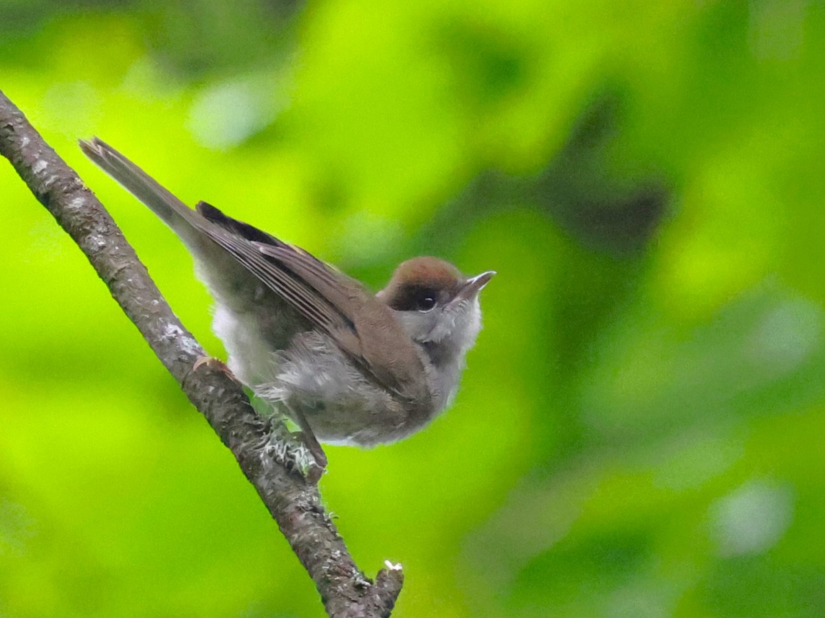 Eurasian Blackcap - ML620944189