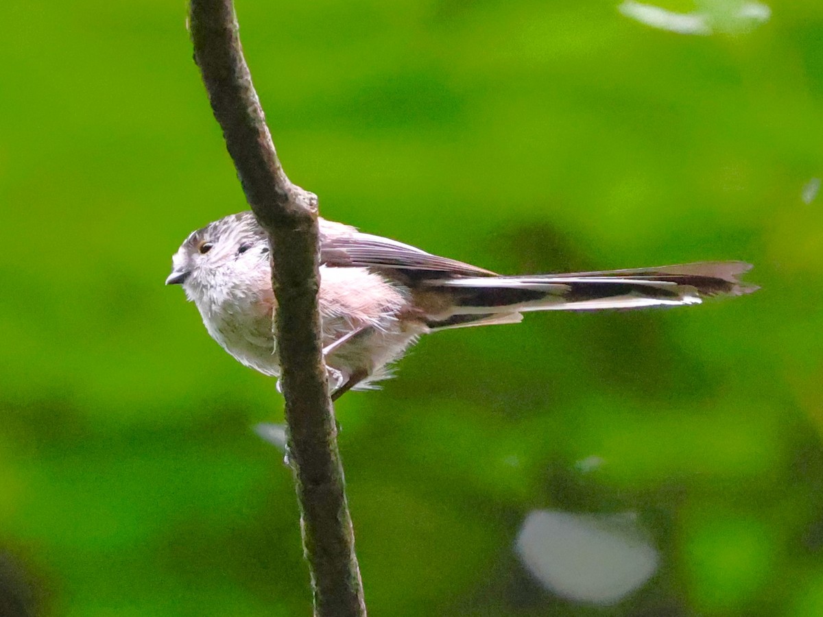 Long-tailed Tit - ML620944191