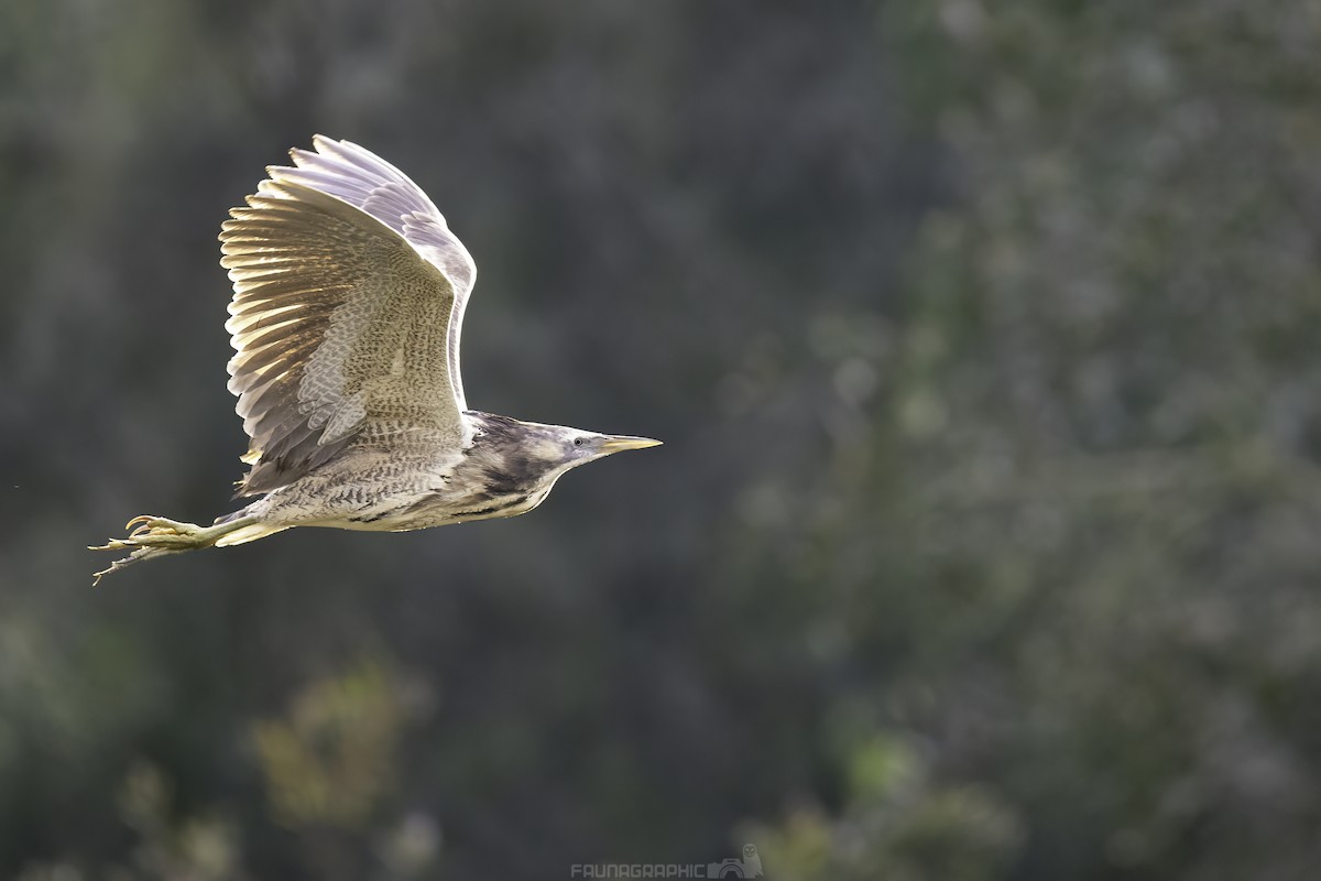 Australasian Bittern - ML620944305