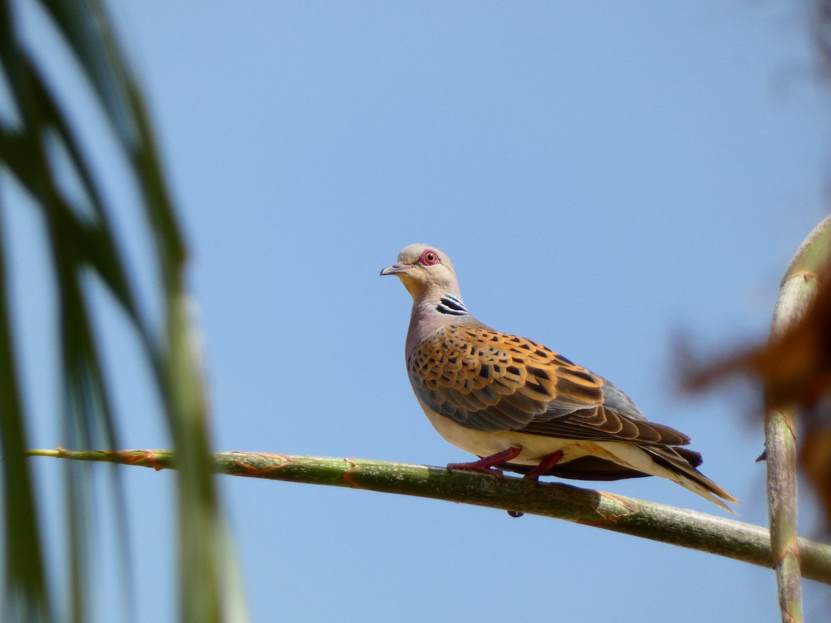 European Turtle-Dove - ML620944375