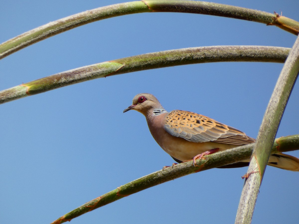 European Turtle-Dove - Raúl Marín Torralba