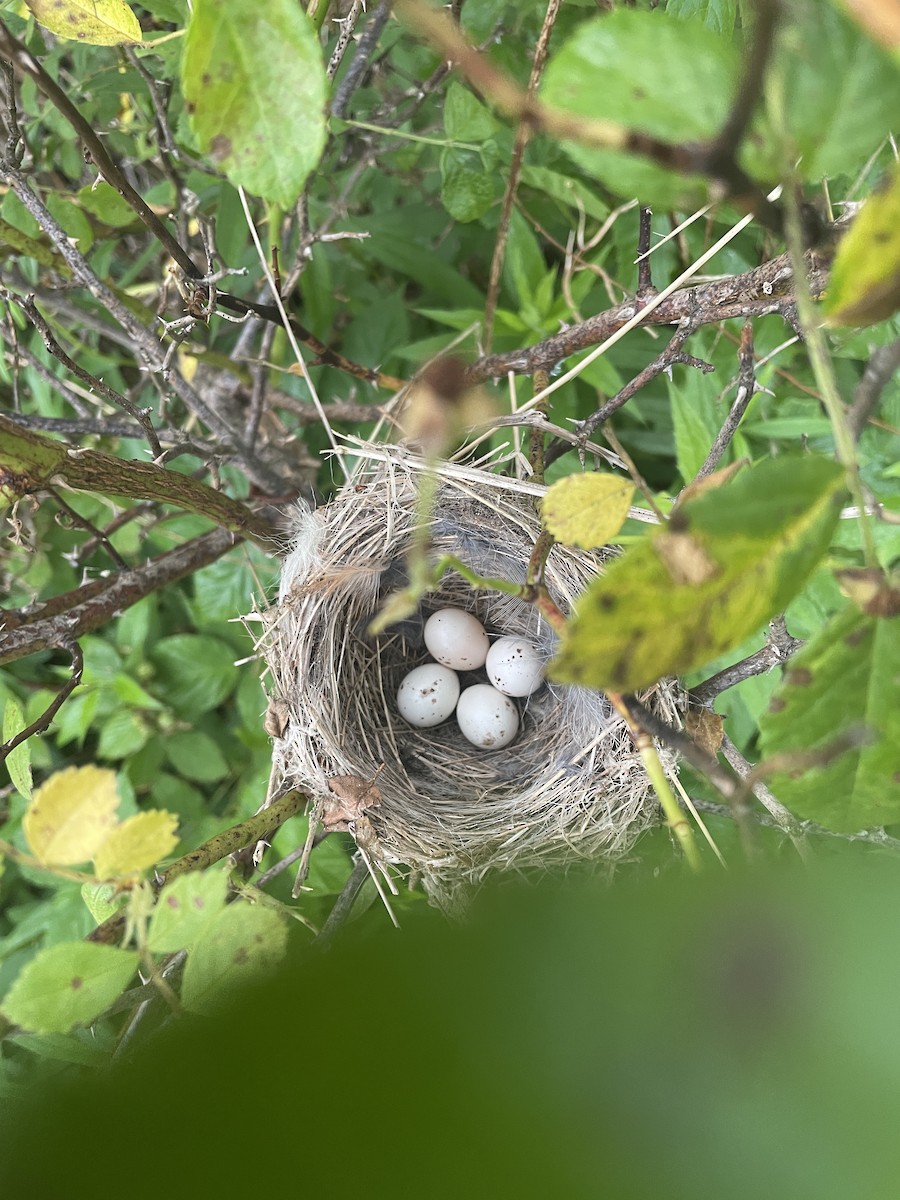 Willow Flycatcher - ML620944472