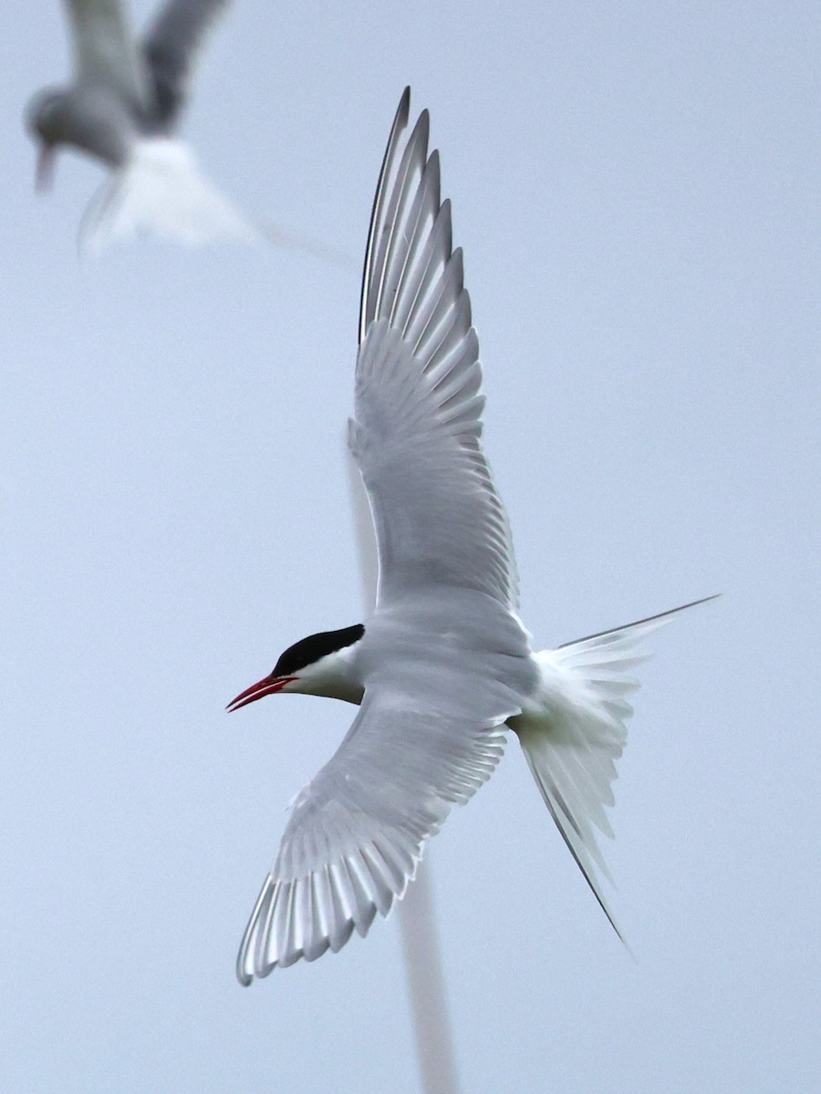 Arctic Tern - ML620944835