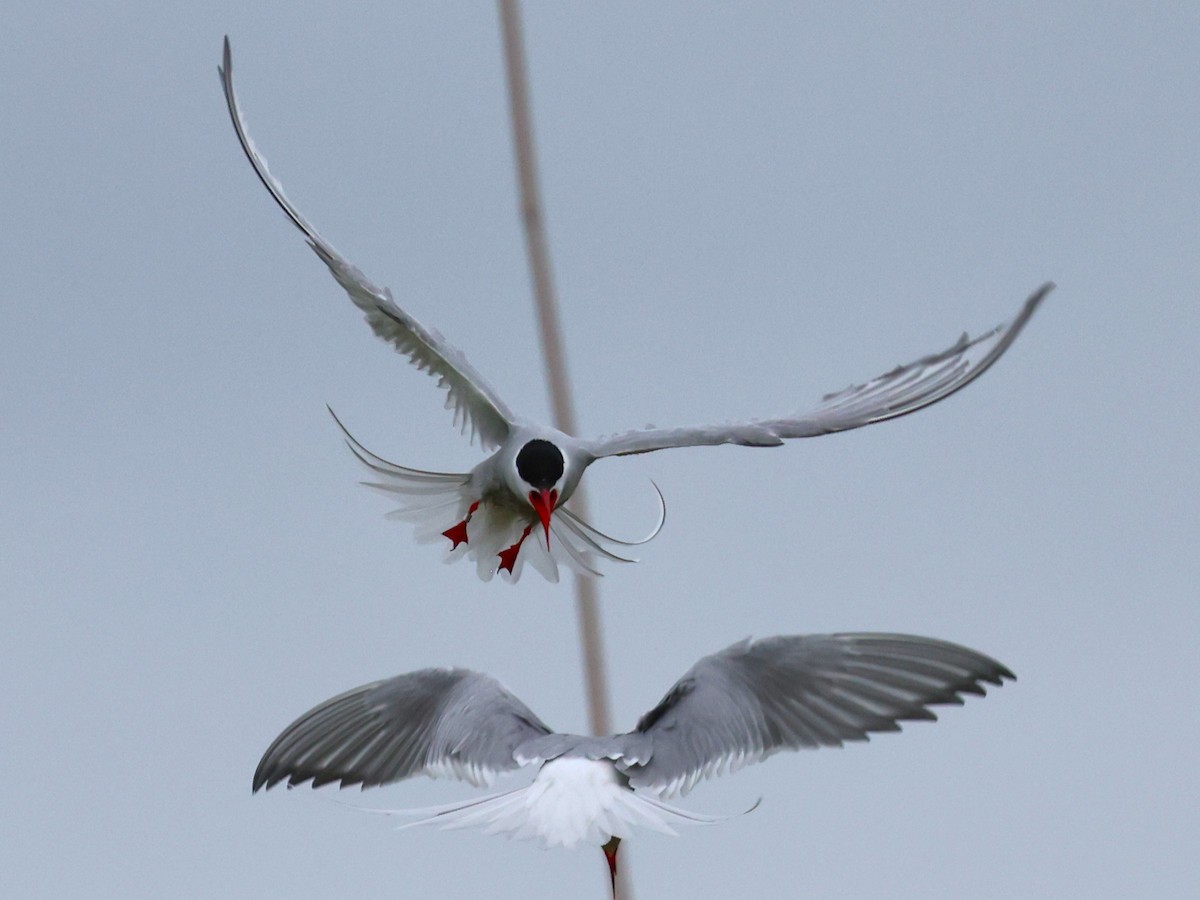 Arctic Tern - Junaid Ozdal