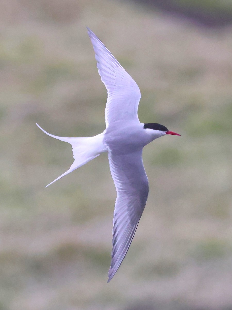 Arctic Tern - ML620944837