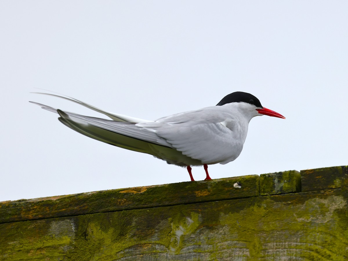 Arctic Tern - Junaid Ozdal