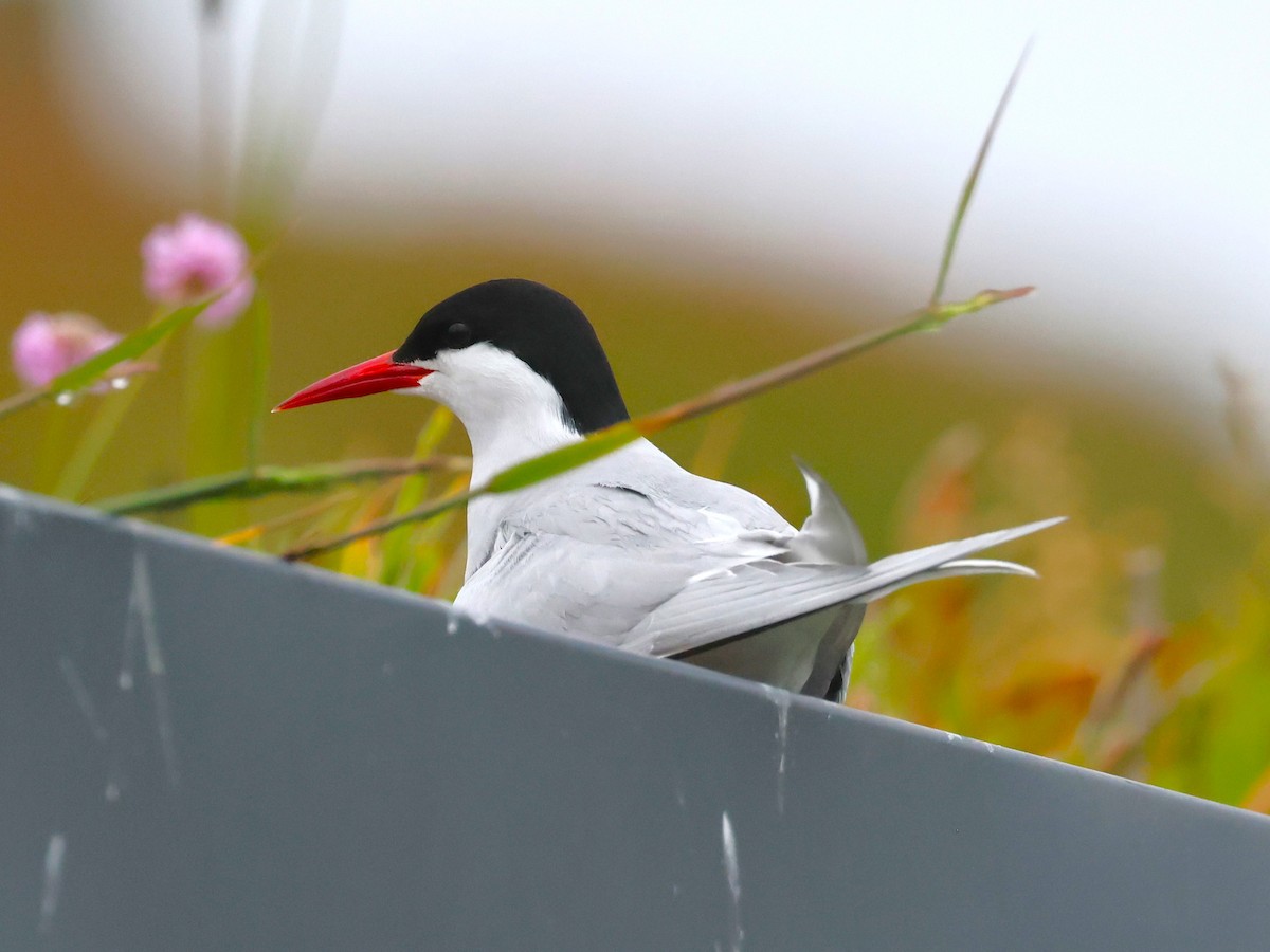 Arctic Tern - ML620944839