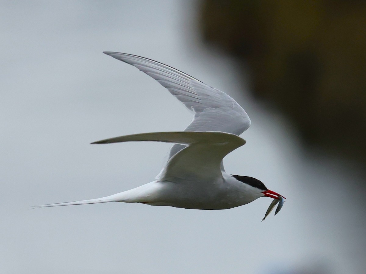 Arctic Tern - ML620944840