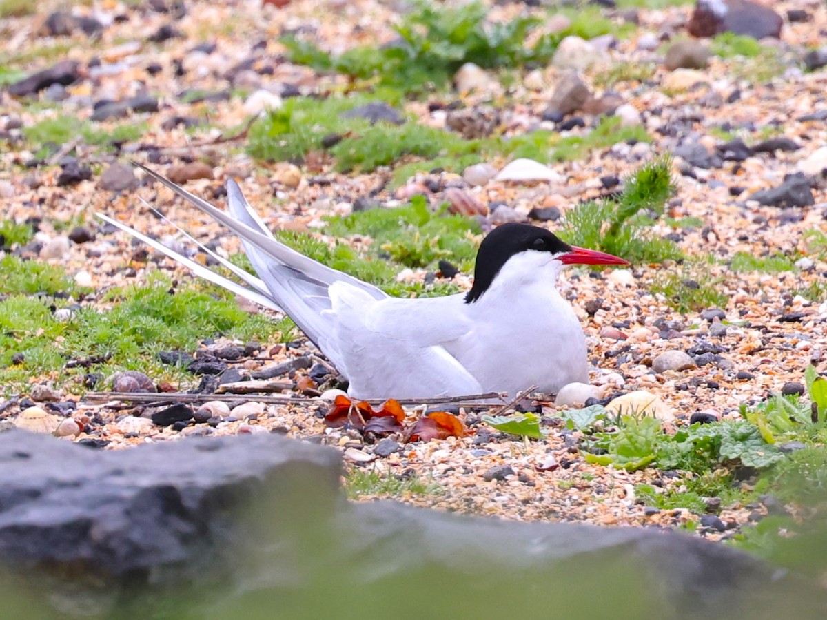 Arctic Tern - ML620944841