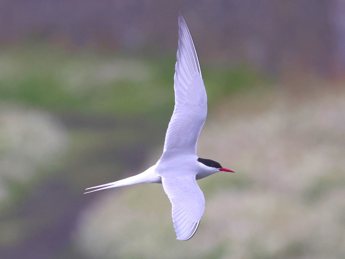 Arctic Tern - ML620944842