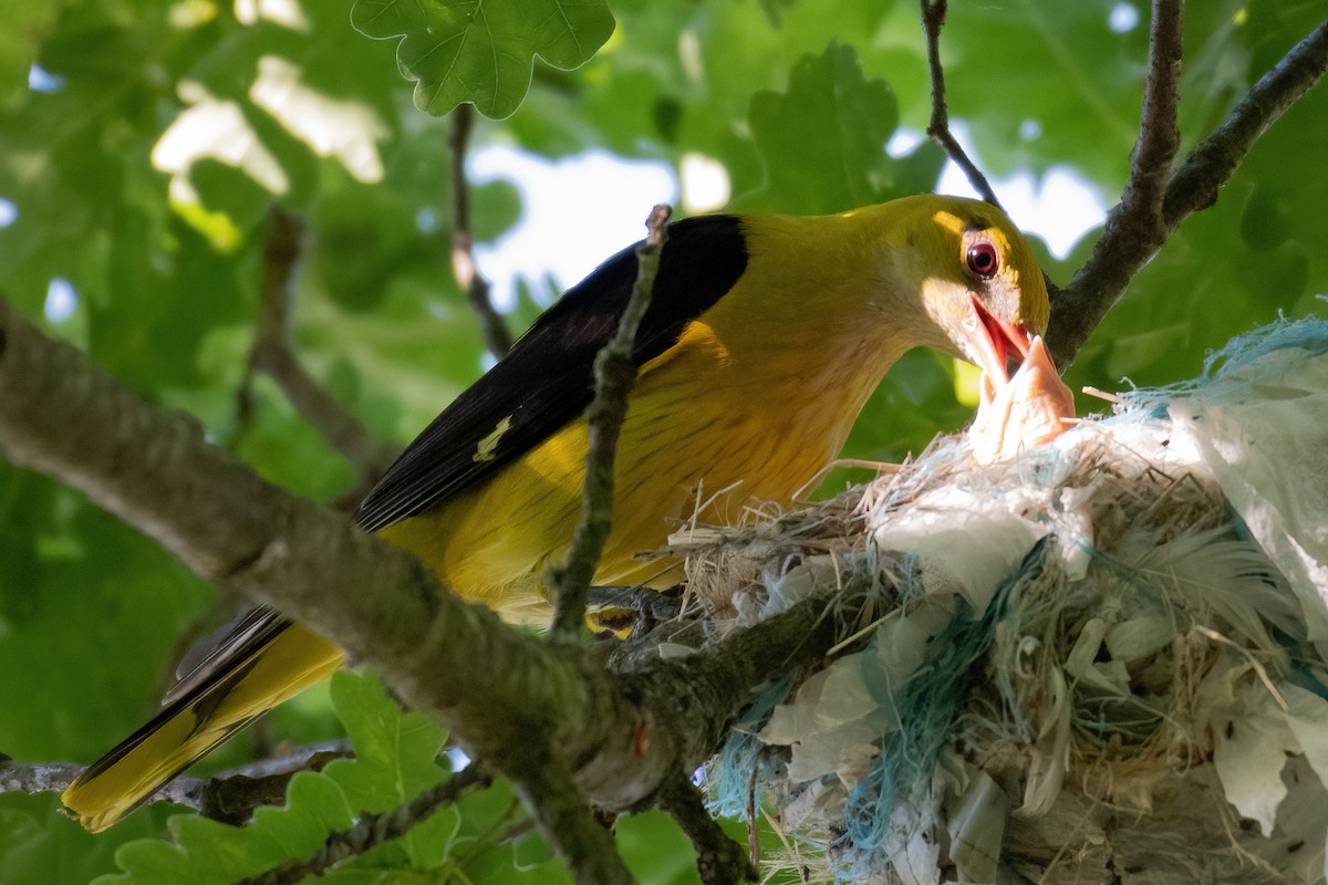 Eurasian Golden Oriole - ML620945026