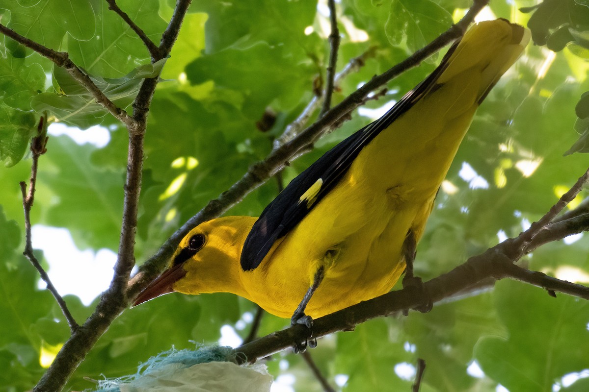 Eurasian Golden Oriole - ML620945029