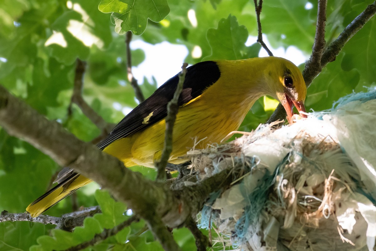 Eurasian Golden Oriole - ML620945030