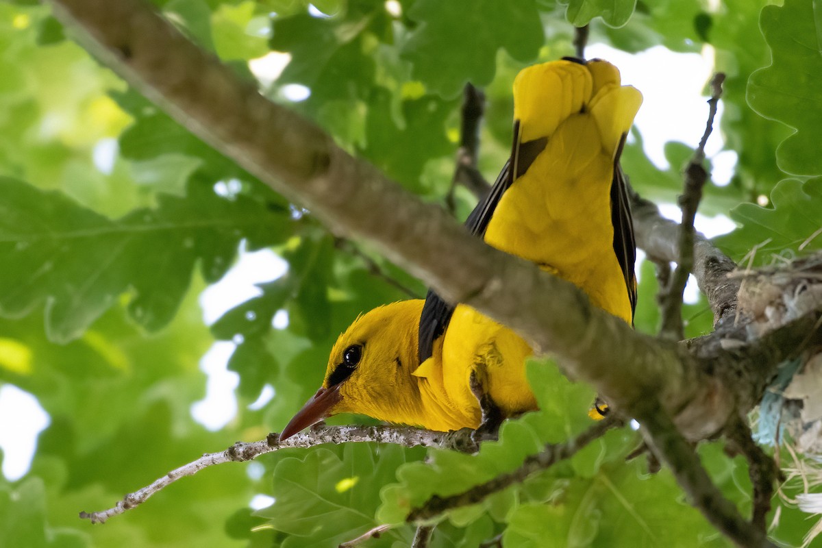 Eurasian Golden Oriole - ML620945031