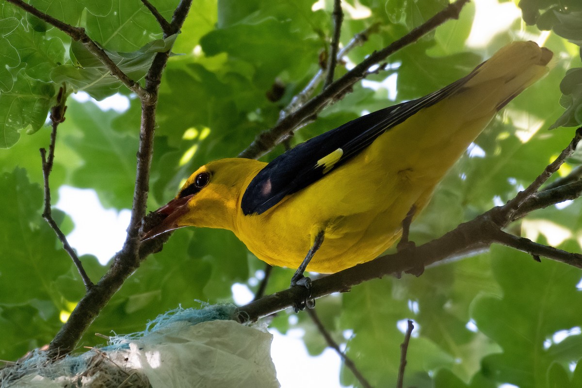 Eurasian Golden Oriole - ML620945032