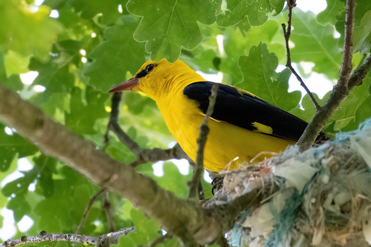 Eurasian Golden Oriole - ML620945033