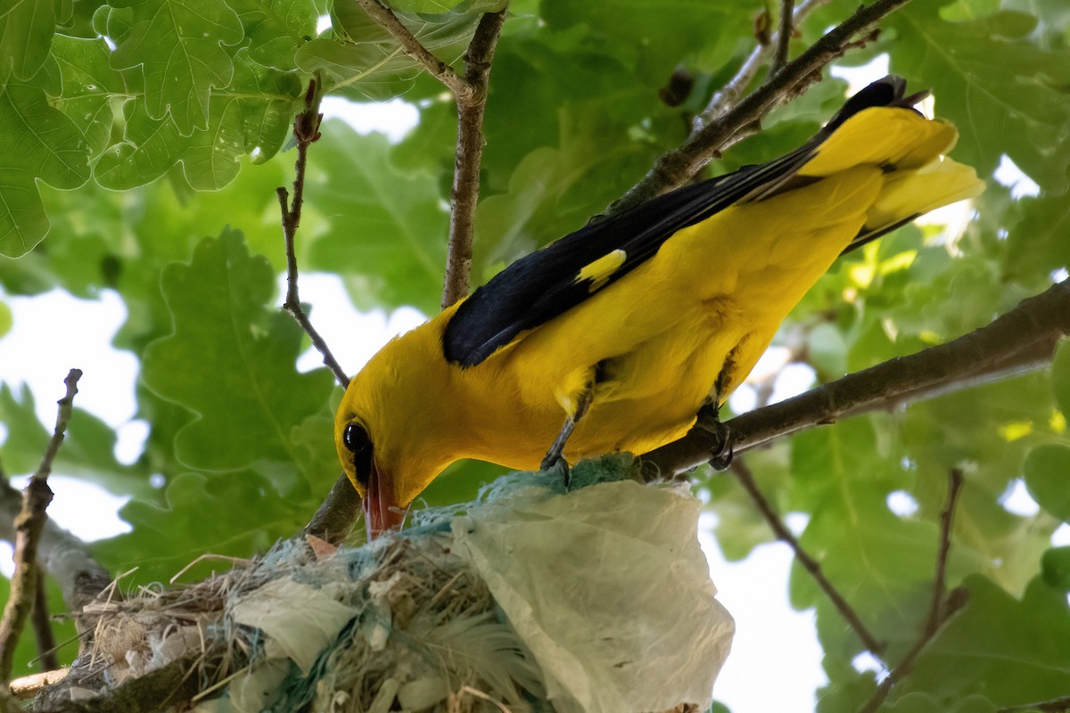 Eurasian Golden Oriole - ML620945034