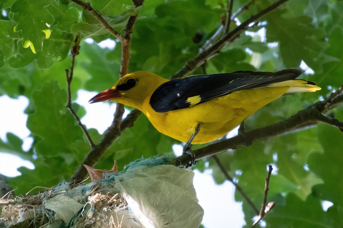 Eurasian Golden Oriole - ML620945035