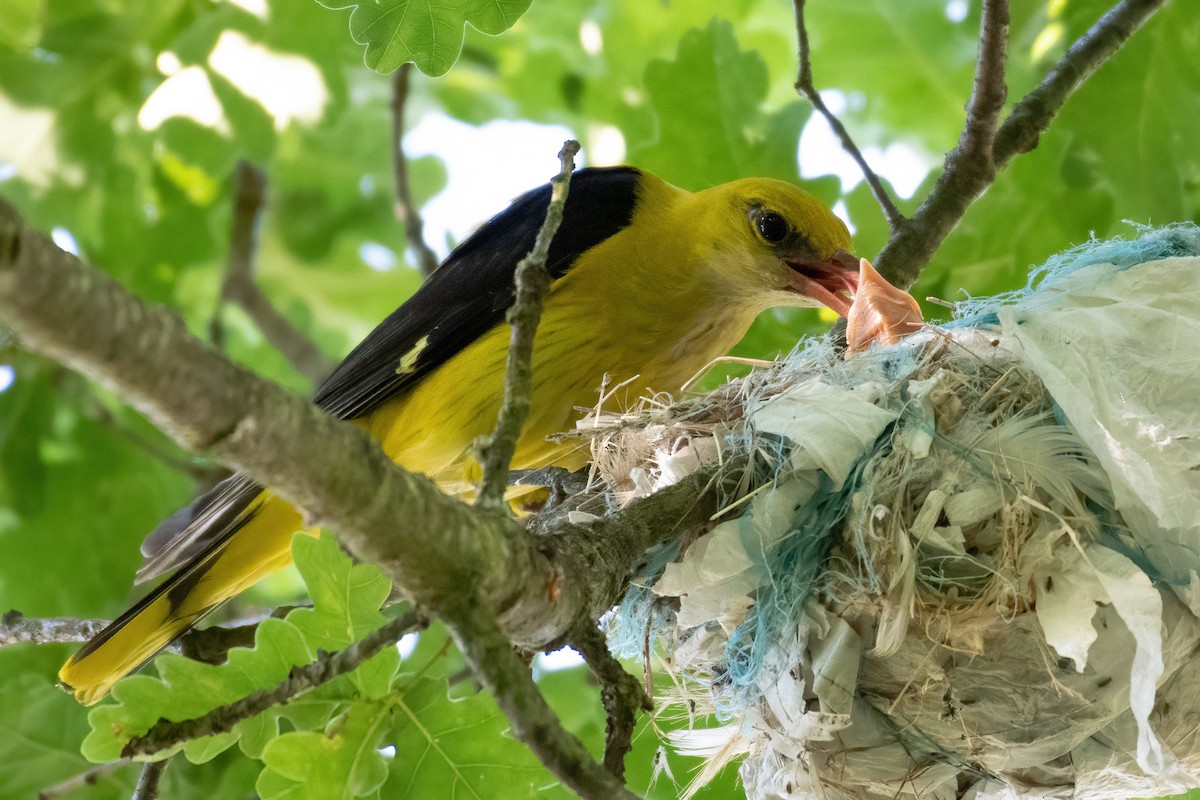 Eurasian Golden Oriole - ML620945036